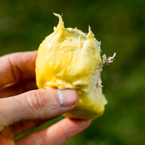 Durian Gradoom décortiqué