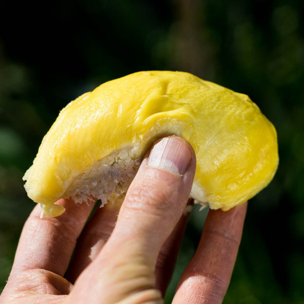 Durian Gradoom décortiqué