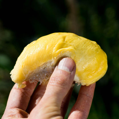 Durian Kan Yao geschält