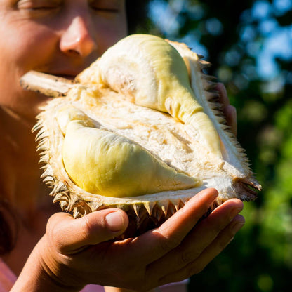 Durian Mon Thong gefriergetrocknet