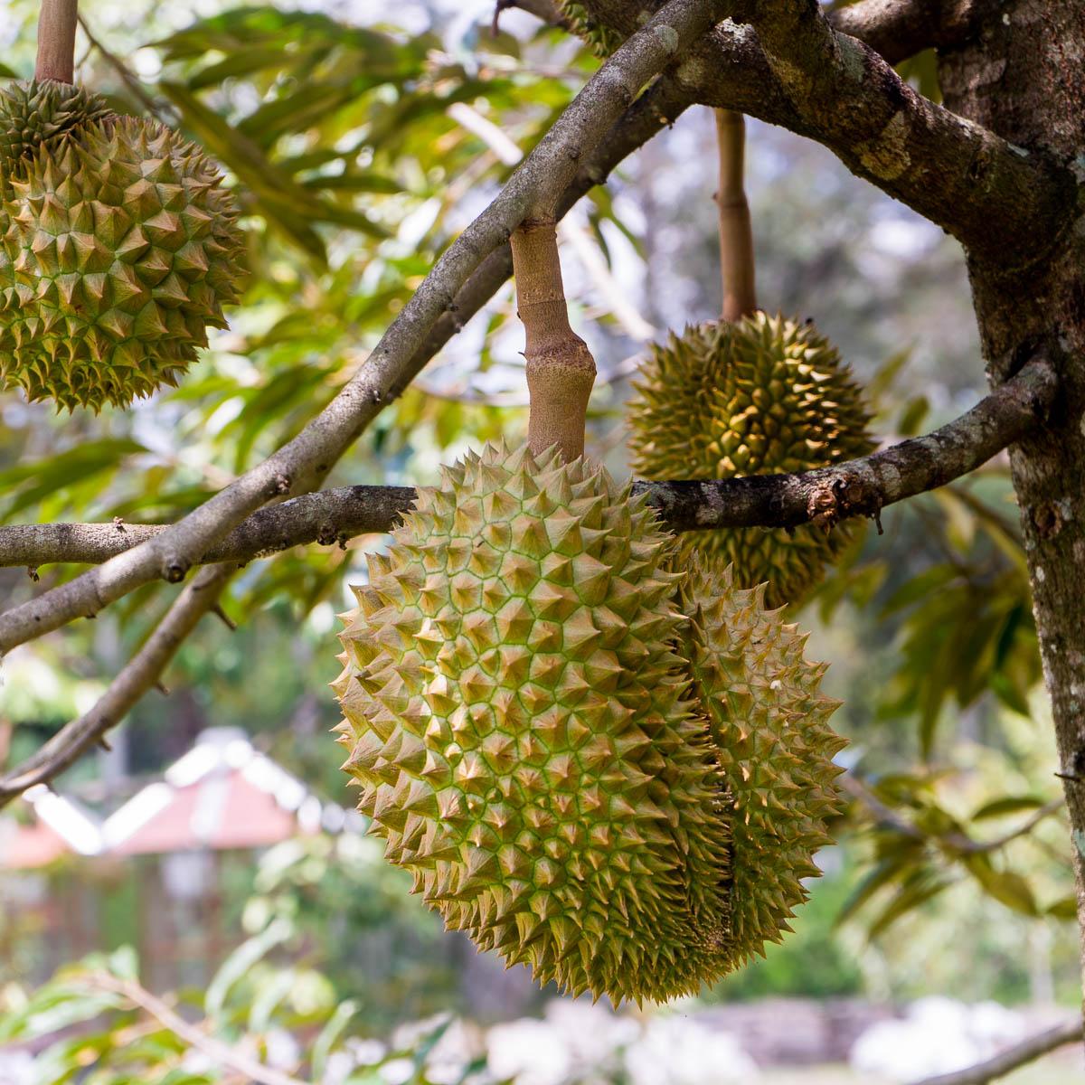 Durian Mon Thong peeled