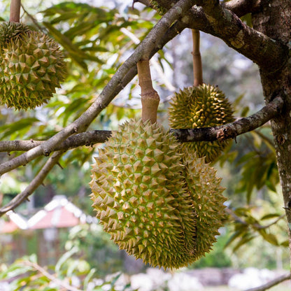 Durian Mon Thong peeled