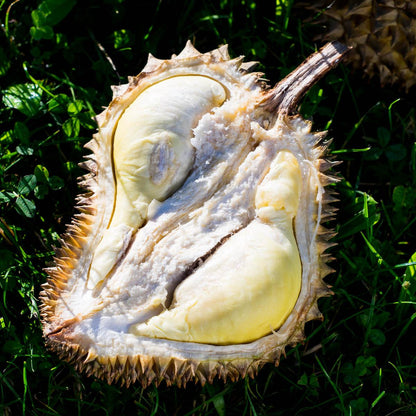 Durian Mon Thong, ganz