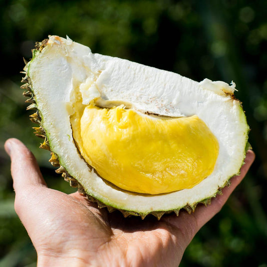 Durian Nokajib, ganz