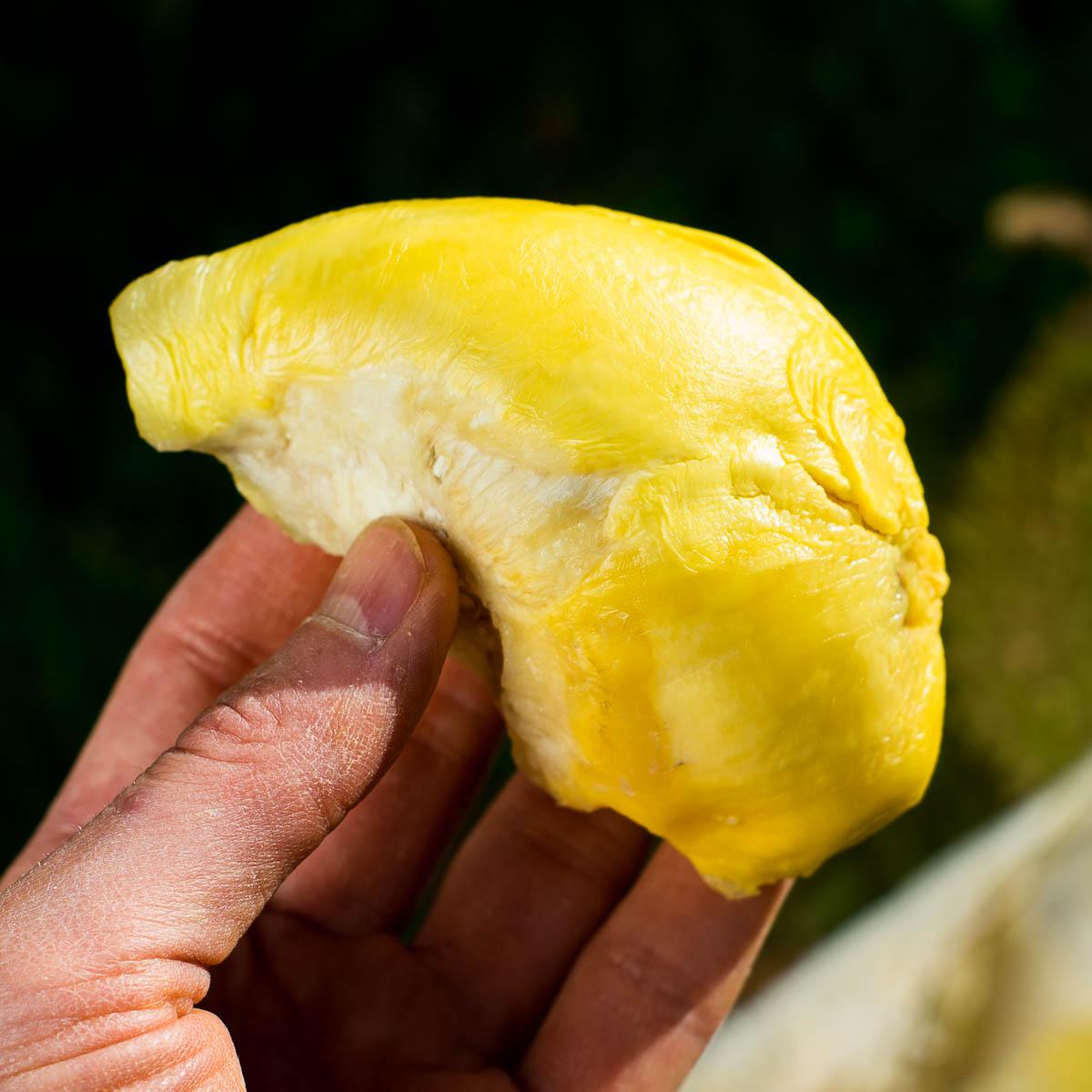 Durian Puang Manee, ganz