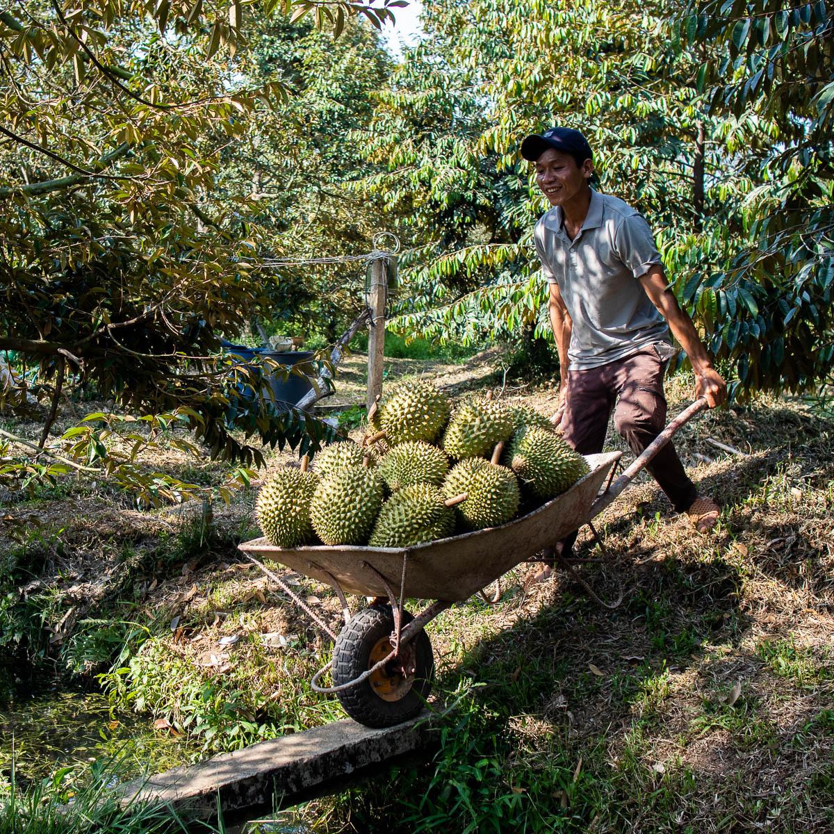 Durian Ri Sao, whole