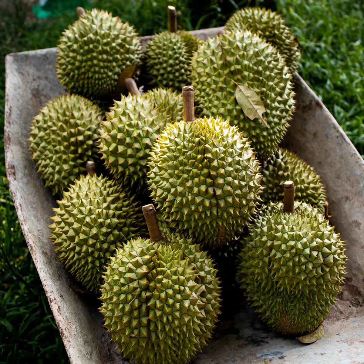 Durian Ri Sao, whole