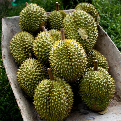 Durian Ri Sao, whole
