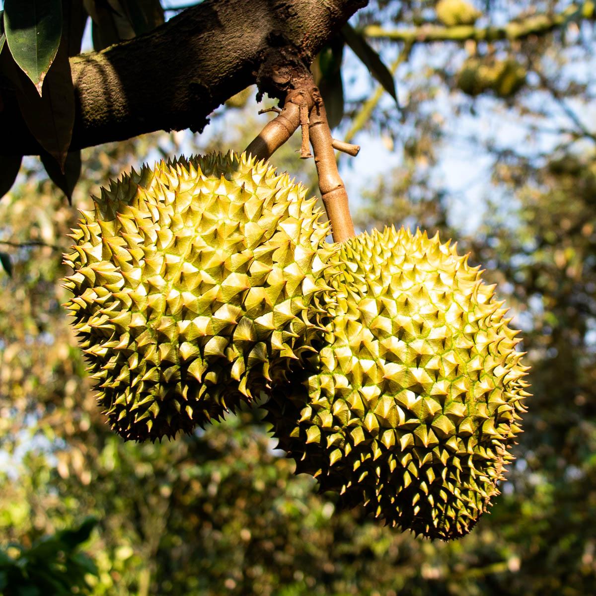 Durian Ri Sao, whole