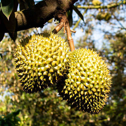 Durian Ri Sao, whole