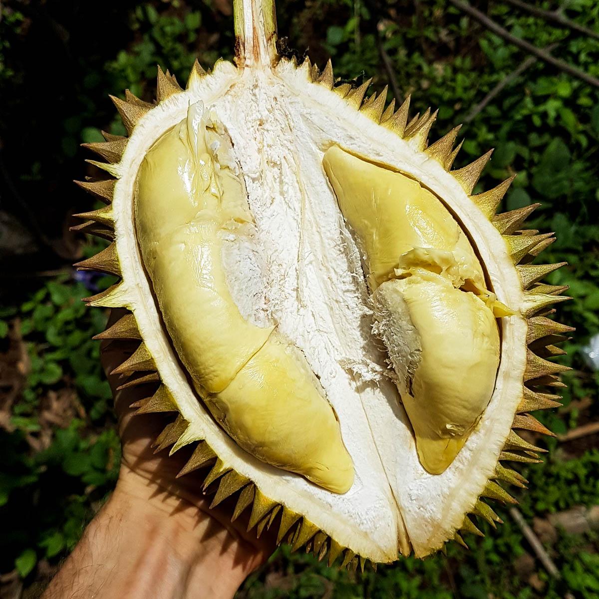 Durian, ganz