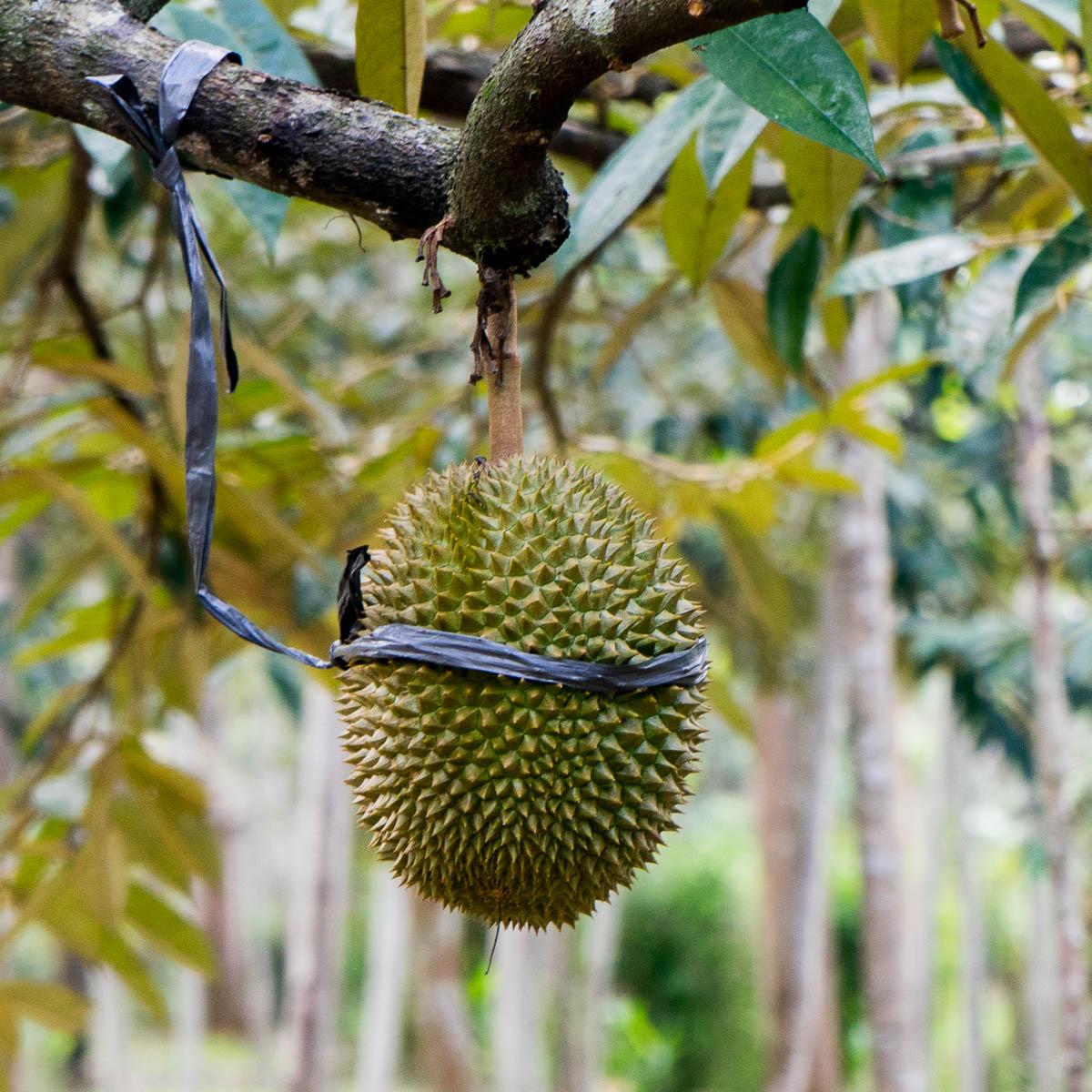 Durian, ganz