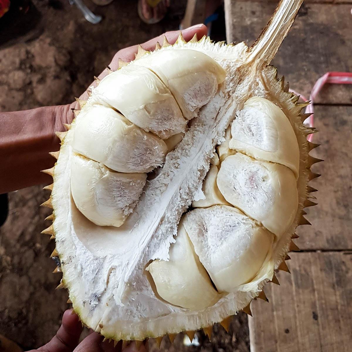 Durian, ganz