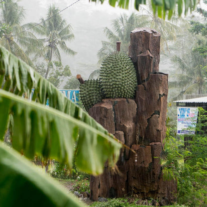 Durian, ganz