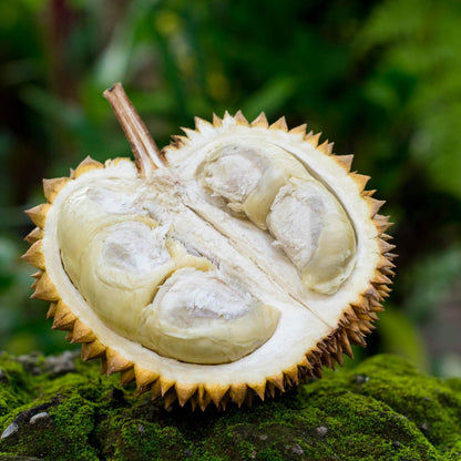 Durian, ganz