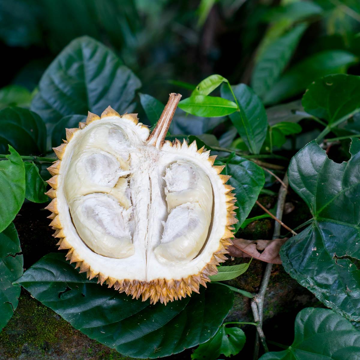Durian, ganz