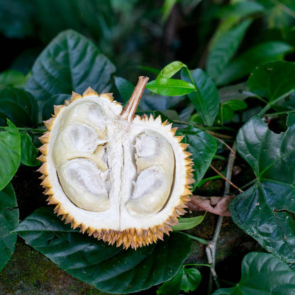 Durian, ganz