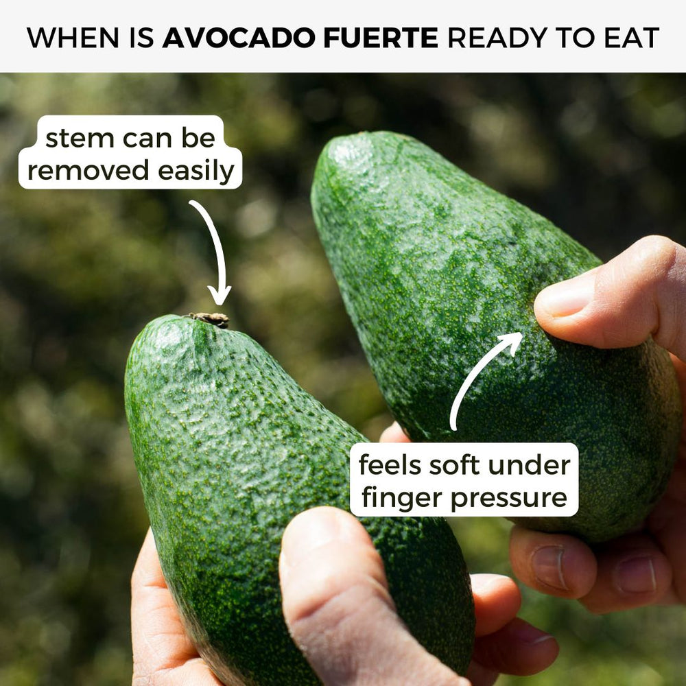 Avocado Fuerte