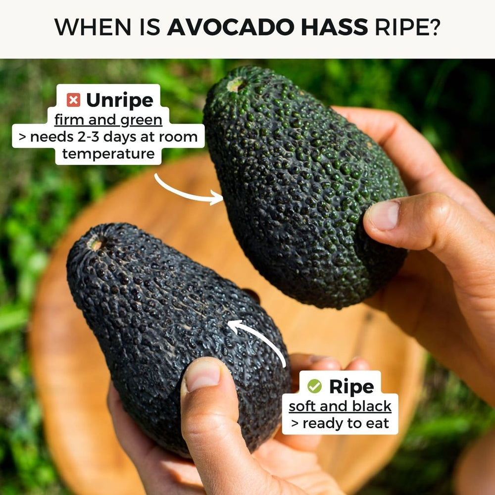Avocado Hass