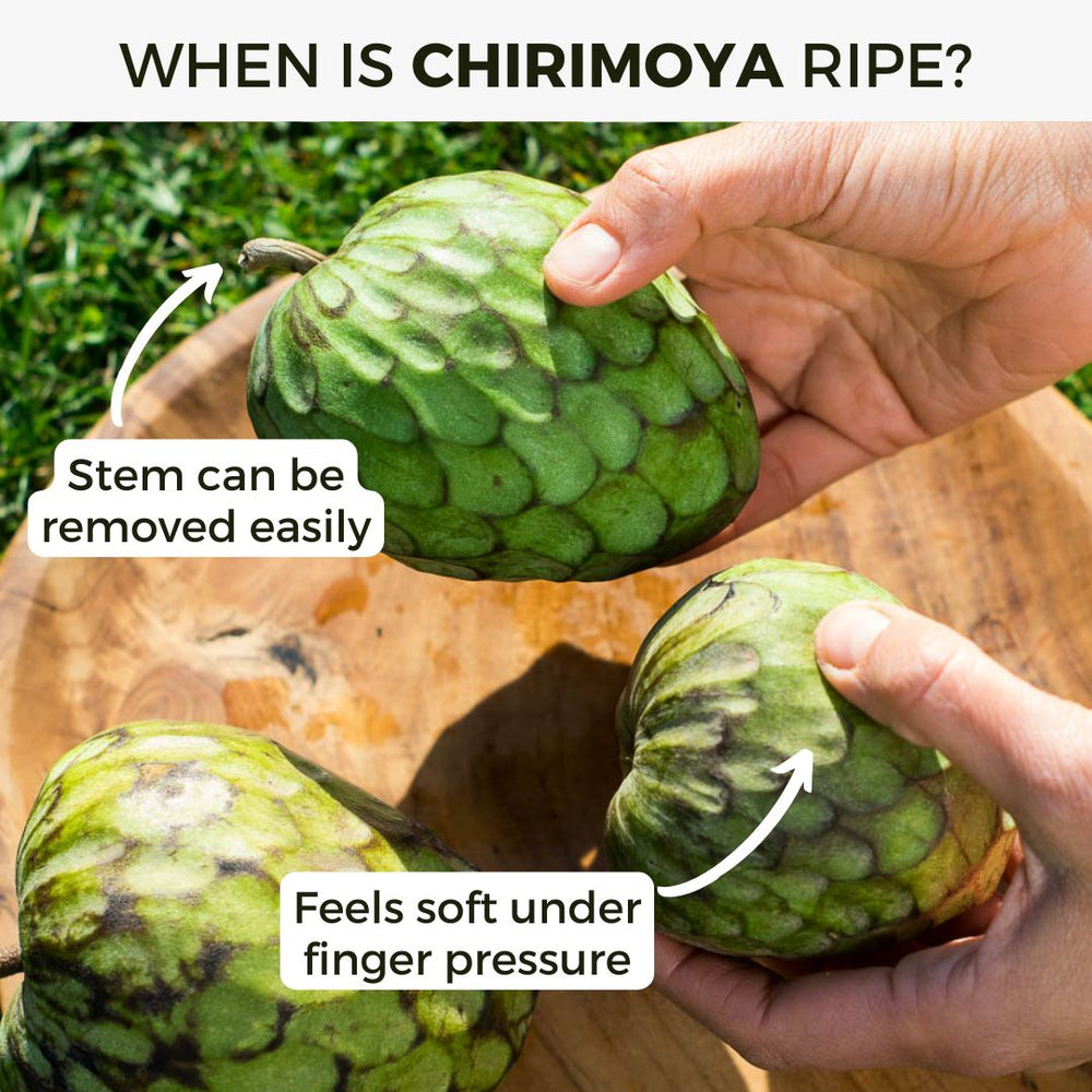 Chirimoya