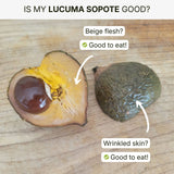 Sapote Lucuma