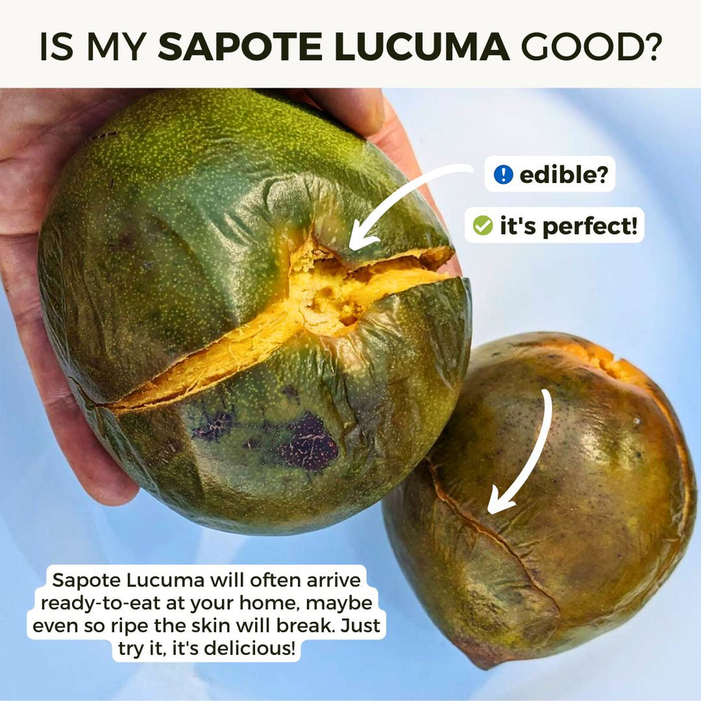 Sapote Lucuma