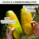 Papaya Nila