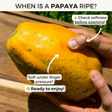 Papaya Golden