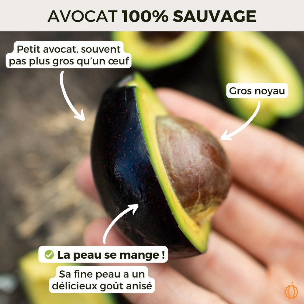 Avocat de Ricardo
