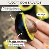 Avocat de Ricardo