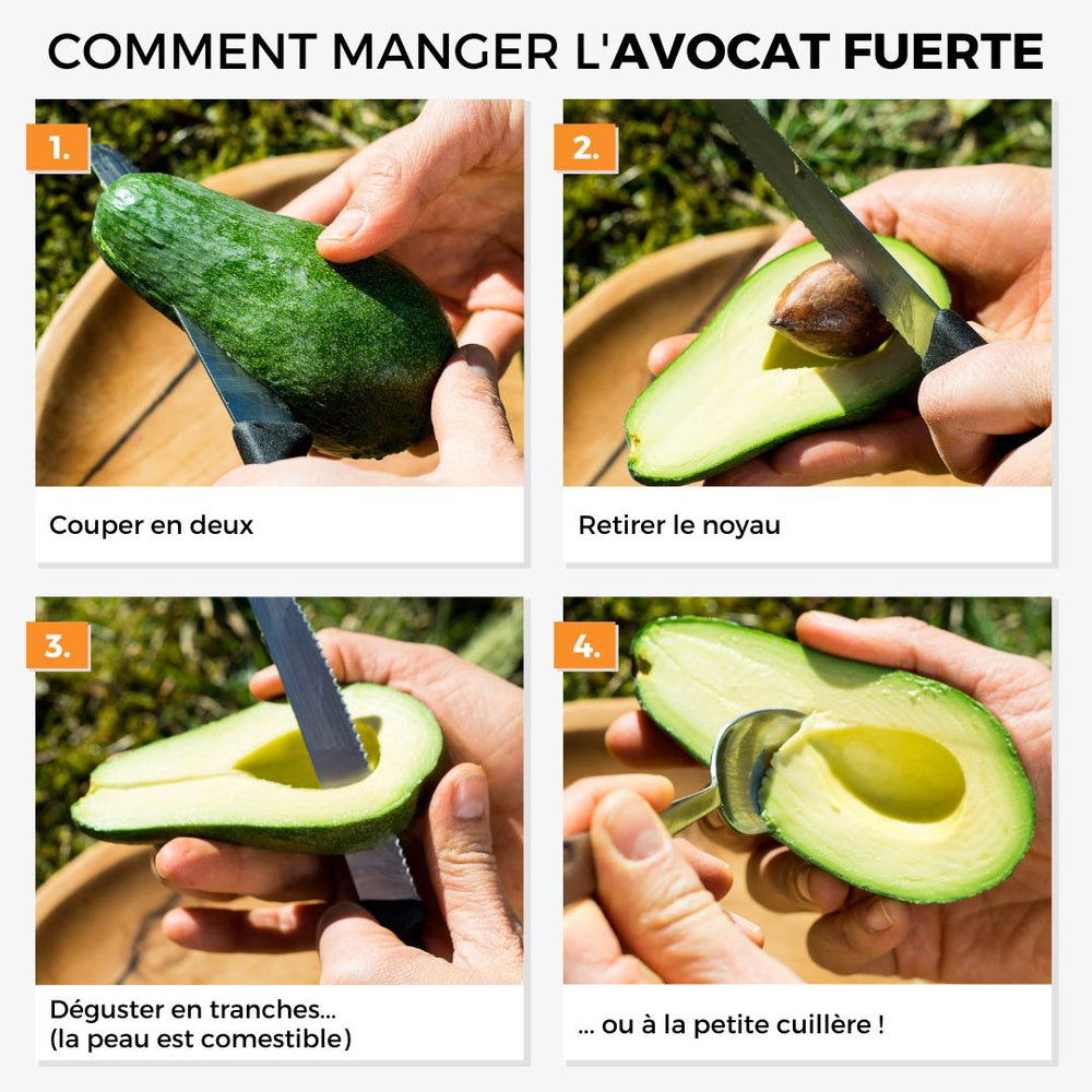 Avocat Fuerte