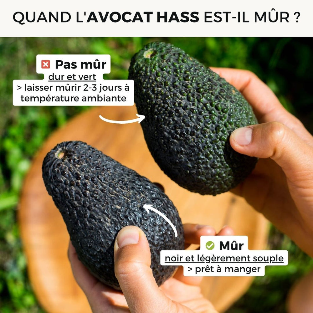 Avocat Hass