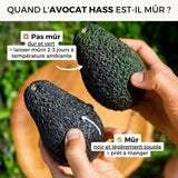 Avocat Hass