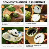 Chirimoya
