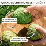 Chirimoya