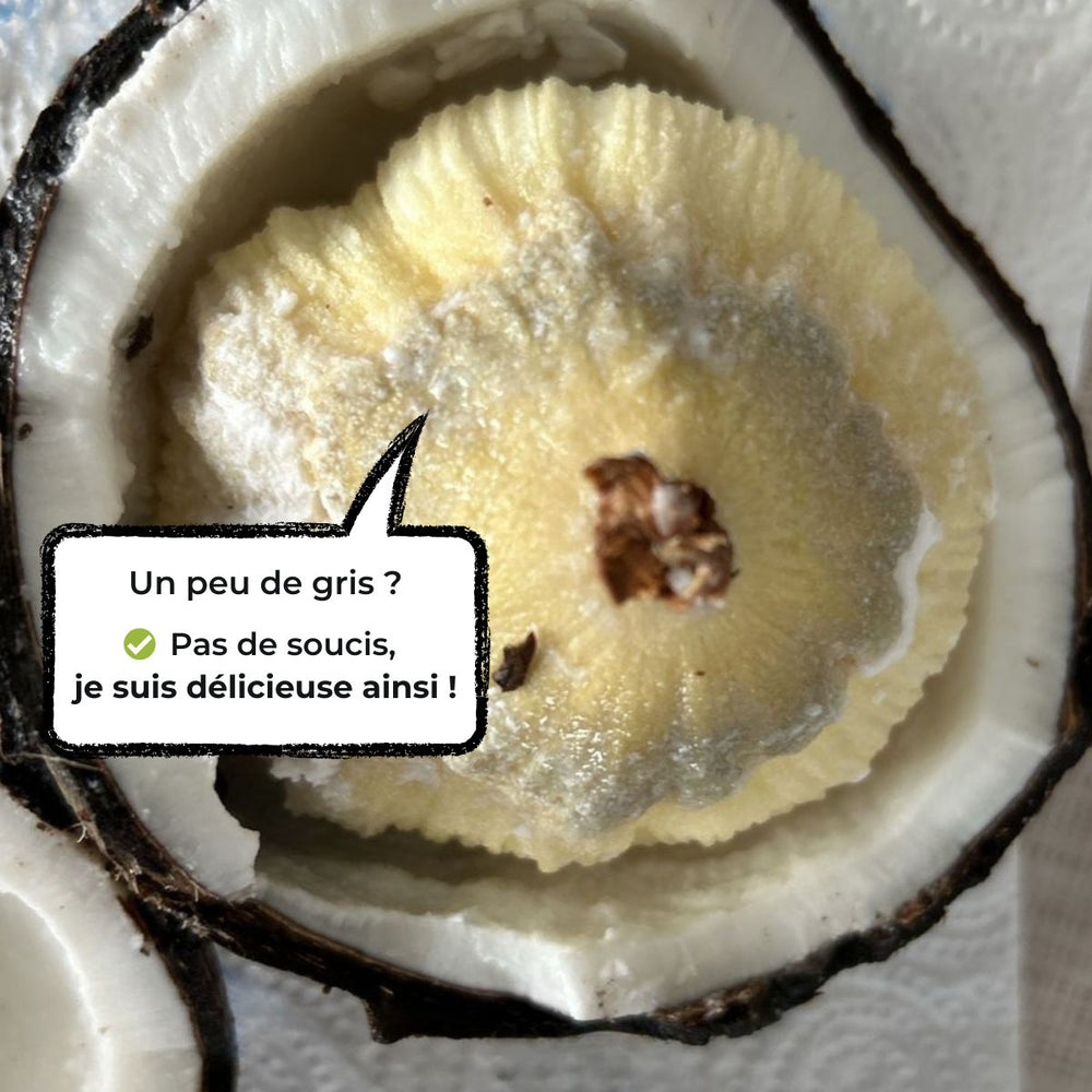 Noix de coco germée