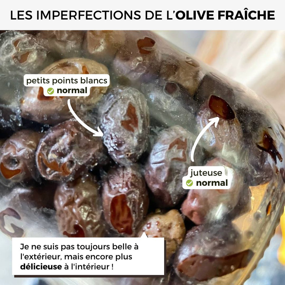 Olive Terrano fraîche