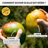 Box Mangues Mini Mix