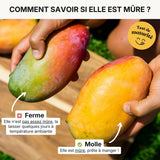Mangue Irwin mini