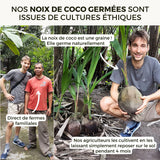 Noix de coco germée