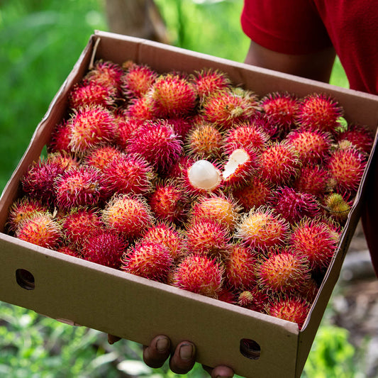 Rambutan