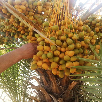 Dattel Sukkari Gold Juicy