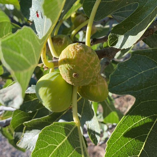 Fig white half-fresh
