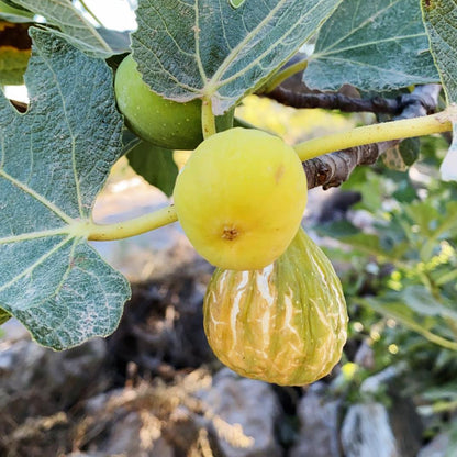 Fig white half dried