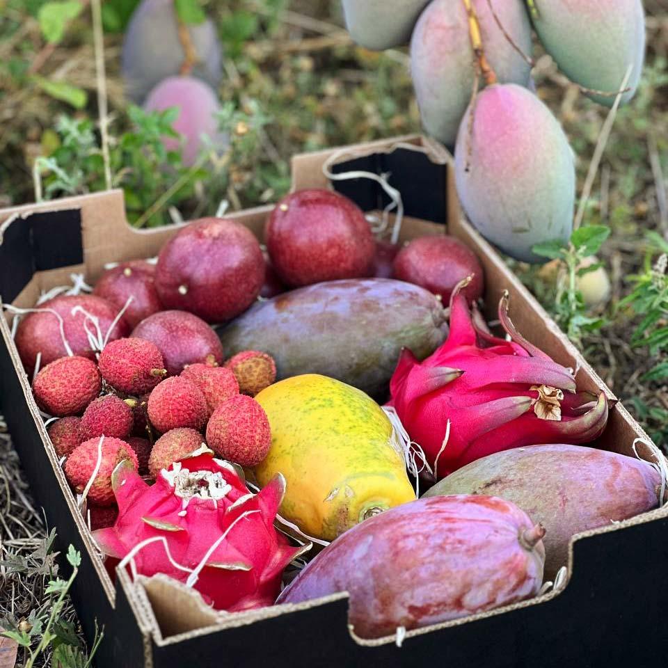 Früchtemix aus Andalusien und Peru