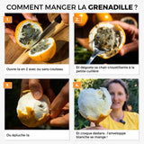 Grenadille