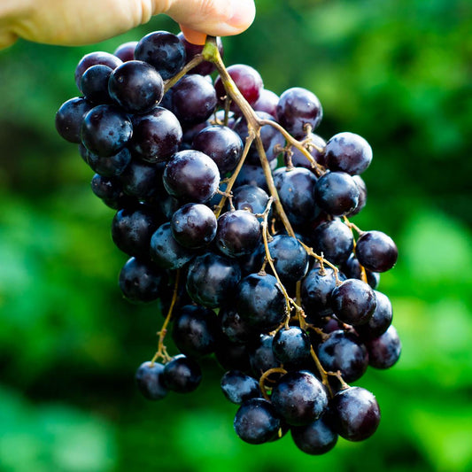 Grape Black Muscat of Hamburg