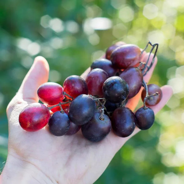 Raisin noir
