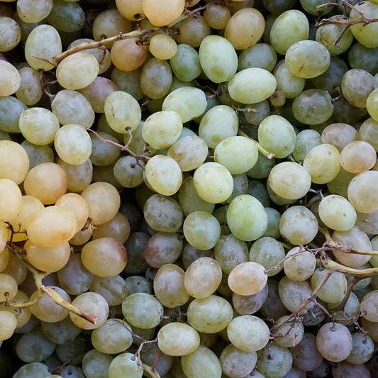 Traube weiß Moscatel