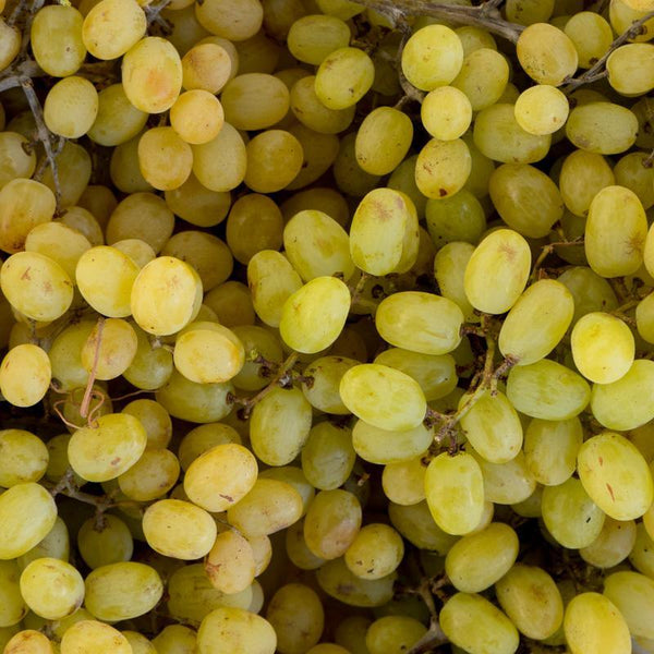 Raisin blanc Moscatel